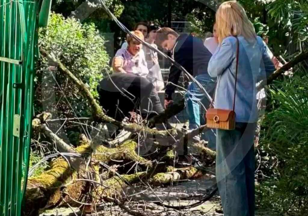 Женщину в Сочи чуть не ударило упавшим деревом