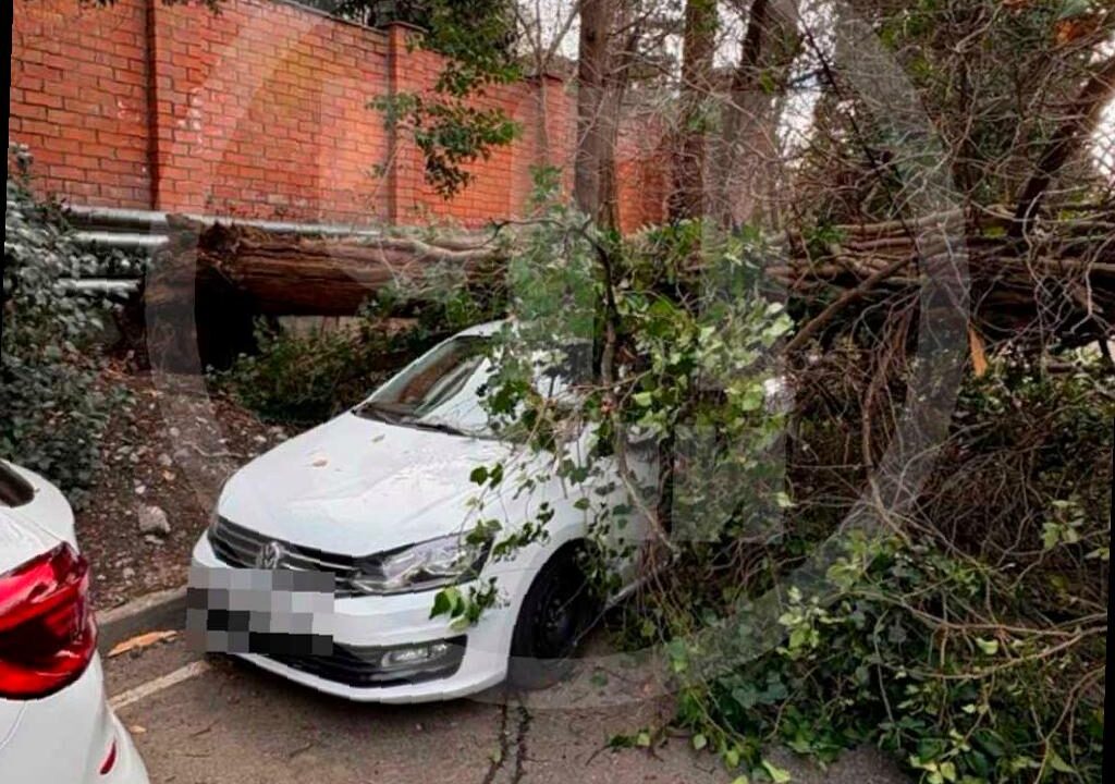 Кипарис упал на автомобиль в Сочи