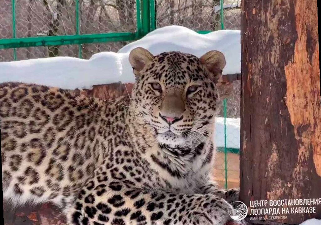 Сочинский центр восстановления леопарда станет отдельным федеральным у