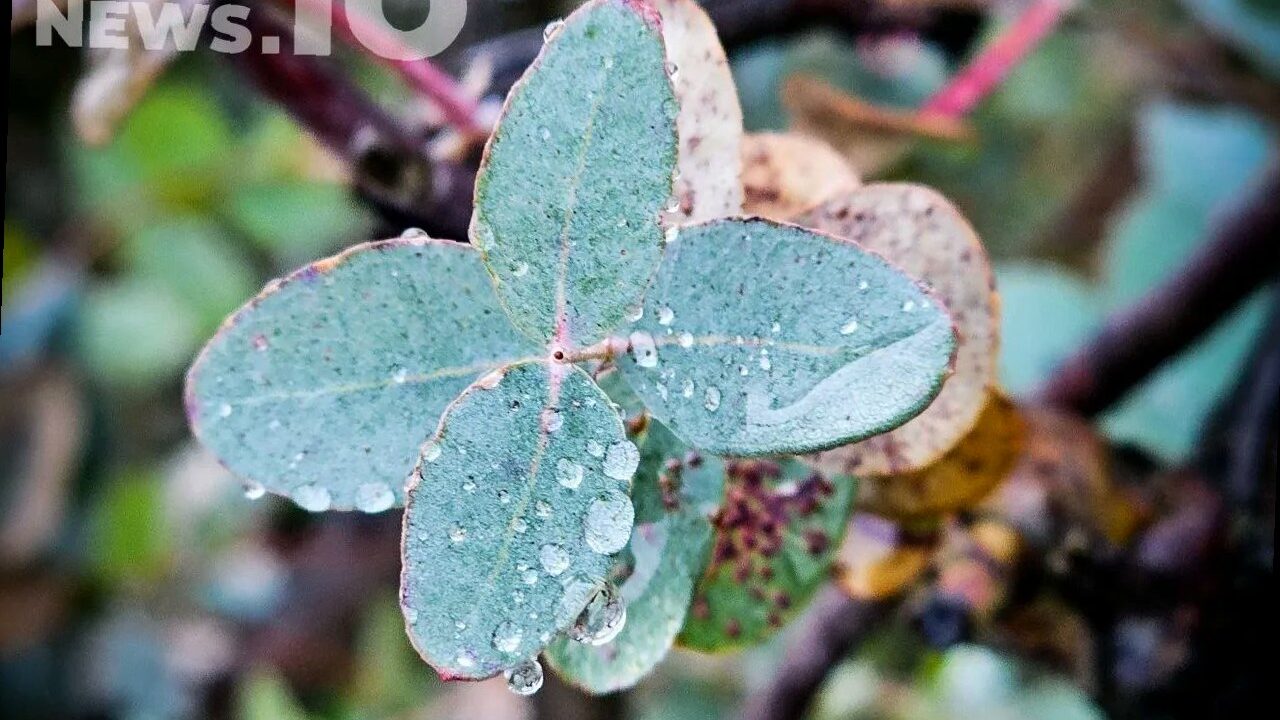 В Сочи ожидается прохладная и дождливая неделя