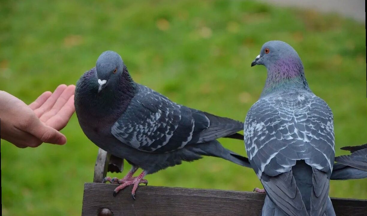 В России могут штрафовать за кормление голубей: в чем причина и когда