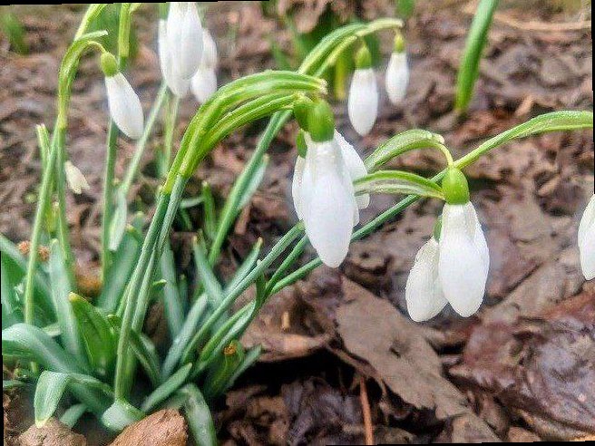 В Сочи за сбор первоцветов могут оштрафовать на сумму до миллиона рубл