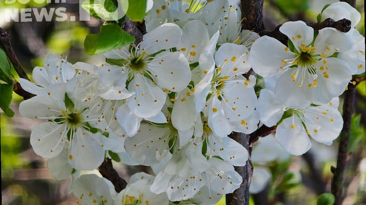 Солнце или дожди: какая погода будет в Сочи на этой неделе