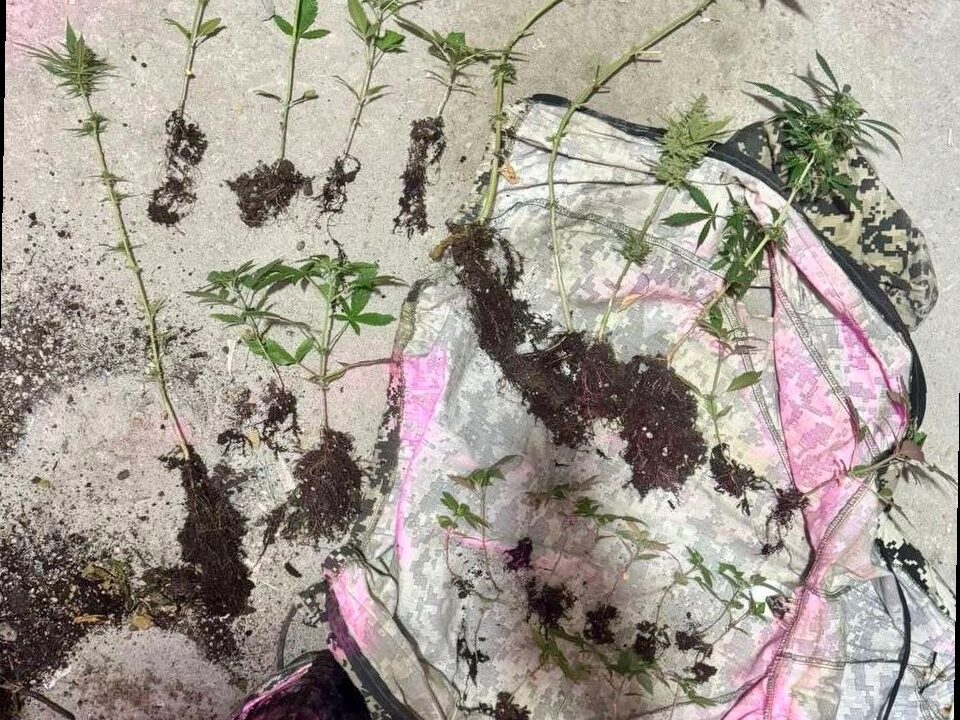 В Сочи полицейские обнаружили плантацию конопли в частном доме