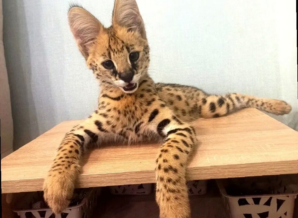 Попытка контрабанды: в Сочи пресекли вывоз редкого сервала с поддельны